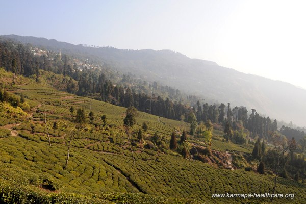 The tea plantations with view on Takdah