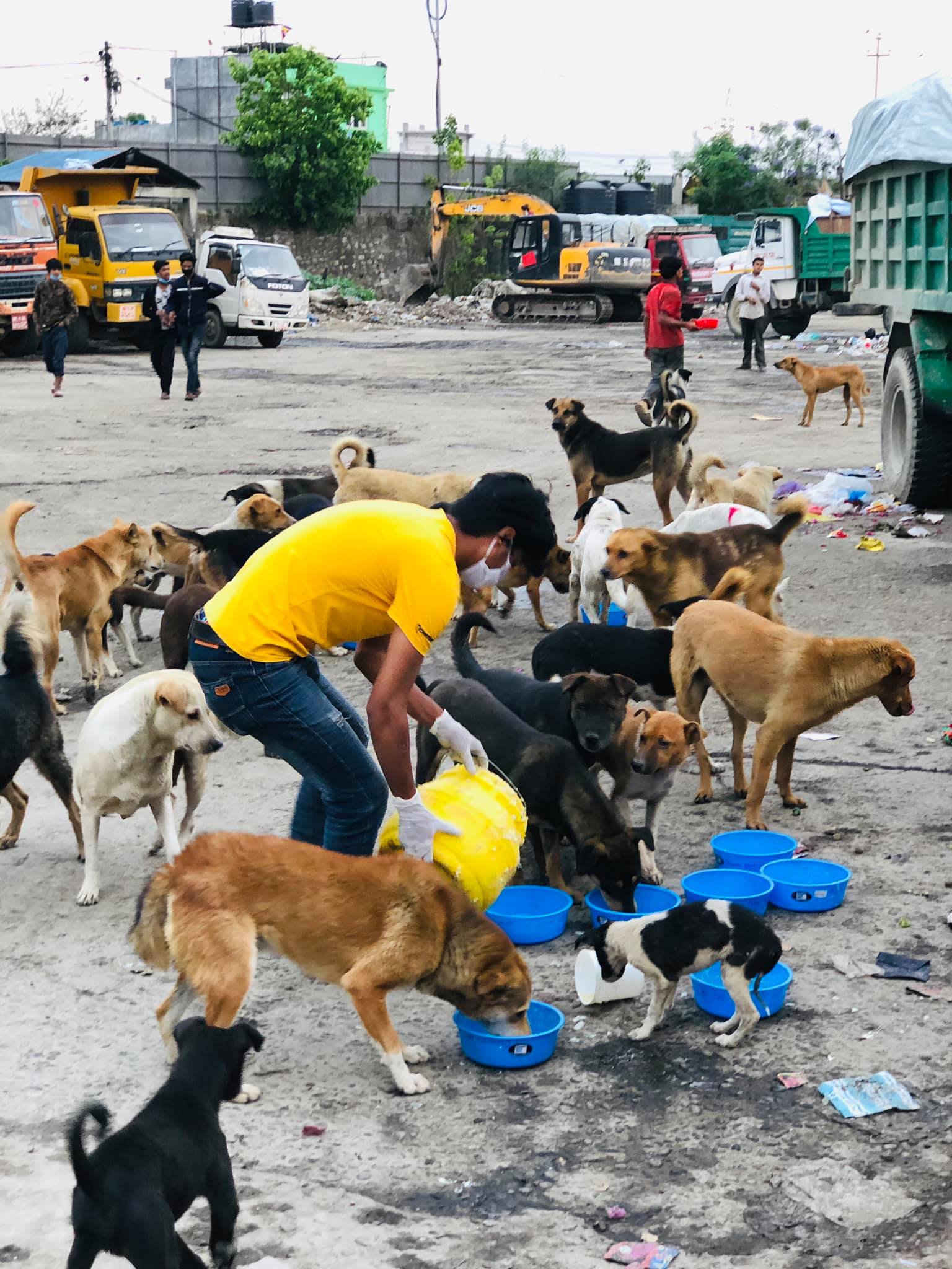 animal feeding in Kathmandu