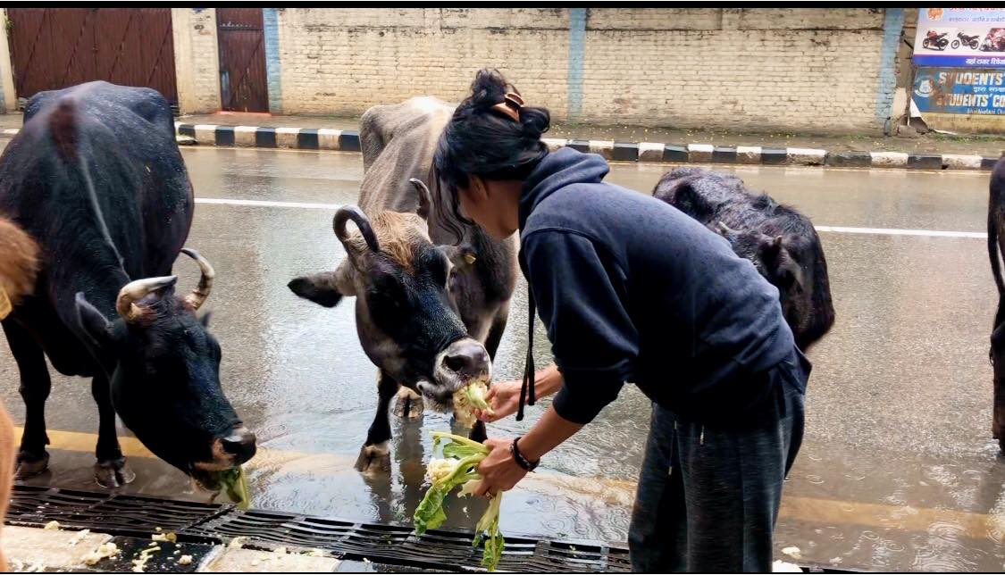 animal feeding in Kathmandu