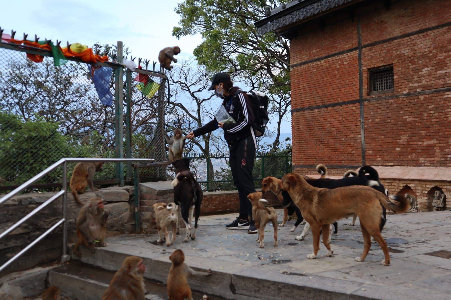 animal feeding in Kathmandu